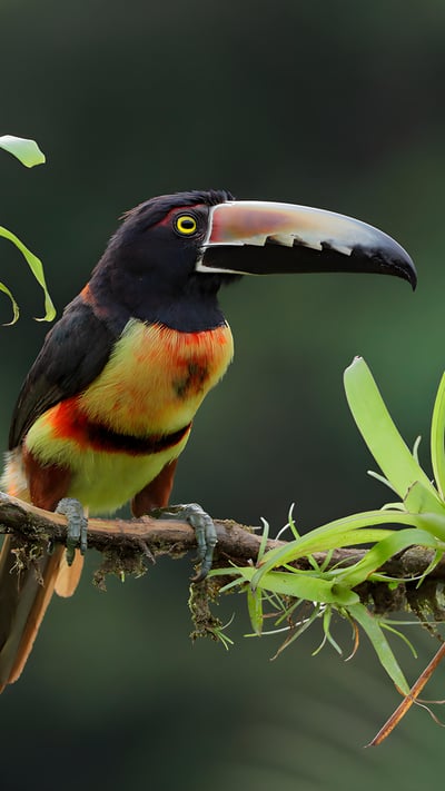 Collared aracari, Costa Rica (© Juan Carlos Vindas/Getty Images) mobile wallpaper