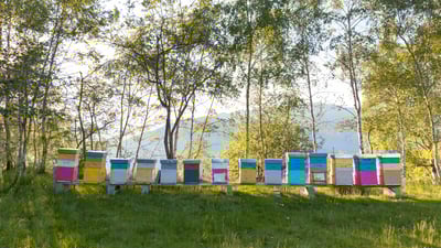 Bee the change