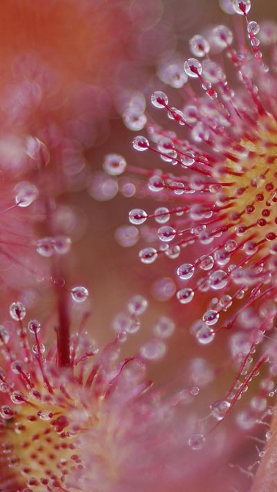 一种常见茅膏菜(圆叶茅膏菜)的粘性叶片,法国孚日省 (© Christophe Sidamon-Pesson/Minden Pictures) mobile wallpaper
