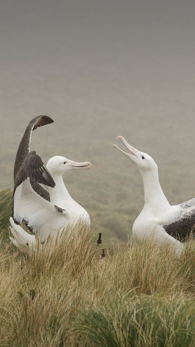 Couple d’albatros royal jouant sur l’île Campbell, Nouvelle-Zélande (© Mike Potts/Minden) mobile wallpaper