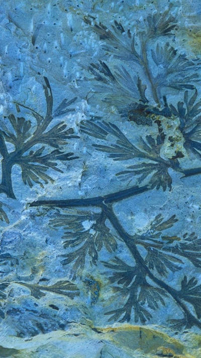 A fossilized carboniferous fern (© Juan Carlos Munoz/Minden Pictures) mobile wallpaper