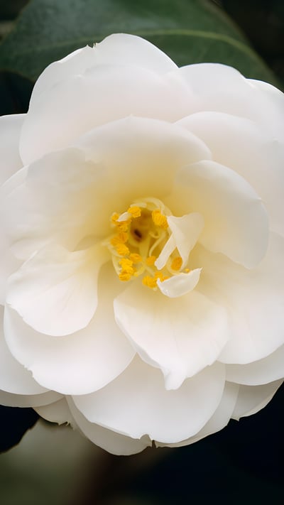 Detalhe das pétalas de uma camélia branca (© ASO FUJITA/amanaimagesRF) mobile wallpaper