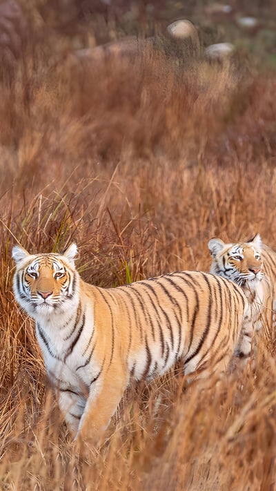 Tiger siblings in Jim Corbett National Park, Uttarakhand, India (© Sourabh Bharti/Getty Images) mobile wallpaper