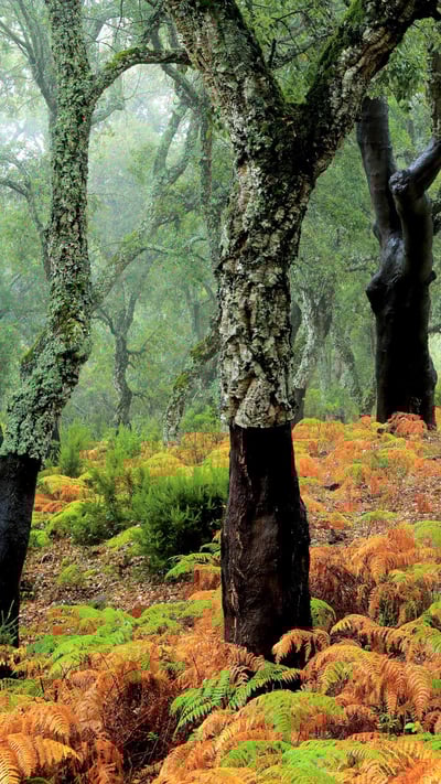 软木橡树林 (© Andrés M. Domínguez/Minden) mobile wallpaper