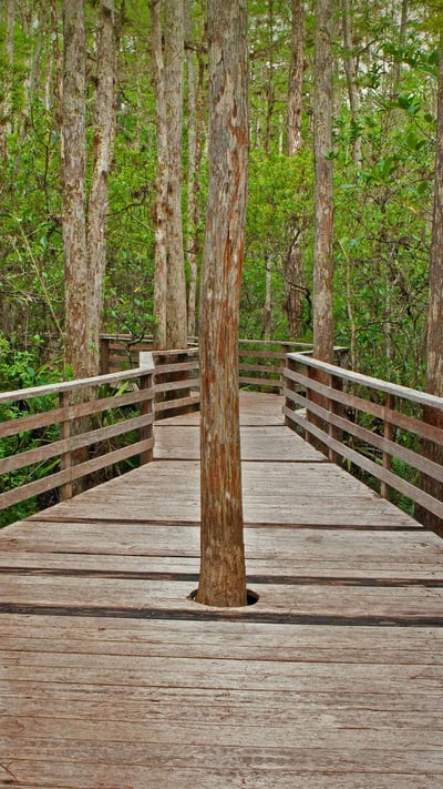 Boardwalk Trail at Corkscrew Swamp Sanctuary in Florida (© Bill Gozansky/Alamy) mobile wallpaper