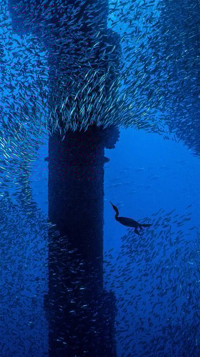 A Brandt's cormorant hunts for a meal in a school of Pacific chub mackerel beneath an oil rig off the coast of Los Angeles, California (© Alex Mustard/Minden Pictures) mobile wallpaper