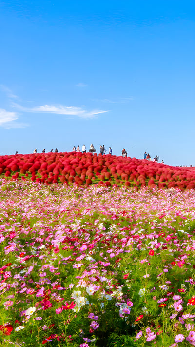 国営ひたち海浜公園, 茨城県 ひたちなか市 (© ThePonAek/Shutterstock) mobile wallpaper