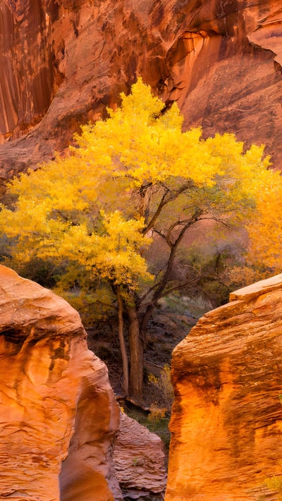 Cottonwood trees and red sandstone in Coyote Gulch, Glen Canyon National Recreation Area, Utah (© Stephen Matera/Tandem Stills + Motion) mobile wallpaper