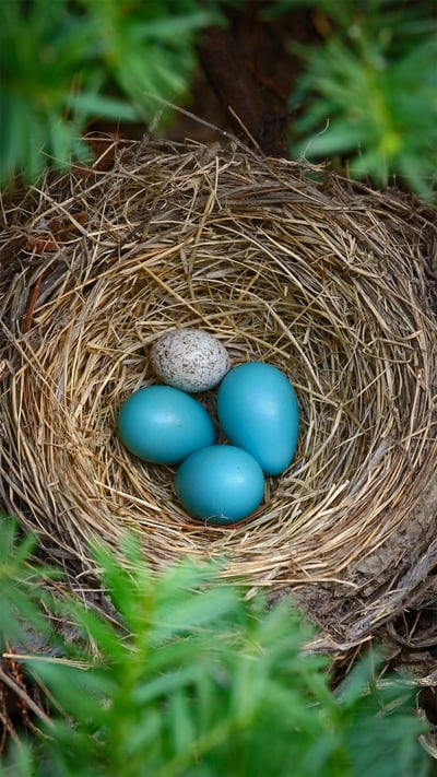 Robin's nest with a brown-headed cowbird egg (© Edward Kinsman/Science Photo Library) mobile wallpaper