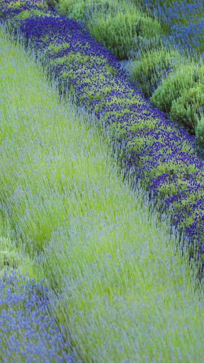 Rows of different lavender plants in a field in the Cowichan Valley in British Columbia (© plainpicture/Design Pics/Debra Brash) mobile wallpaper