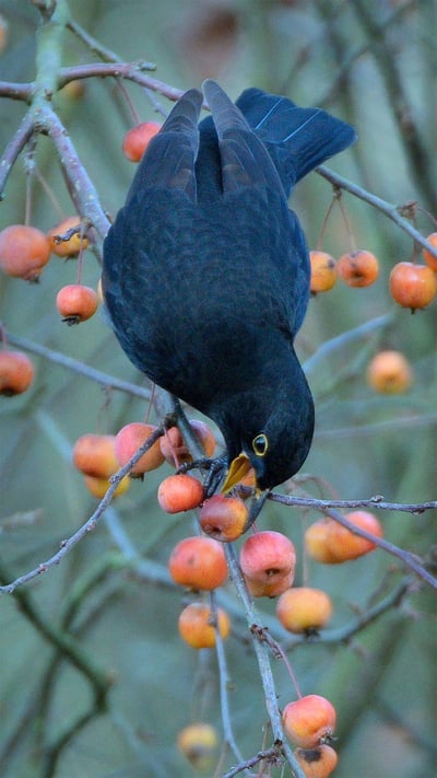 Blackbird eating a crab apple in a garden in Wiltshire, United Kingdom (© Nick Upton/Minden Pictures) mobile wallpaper
