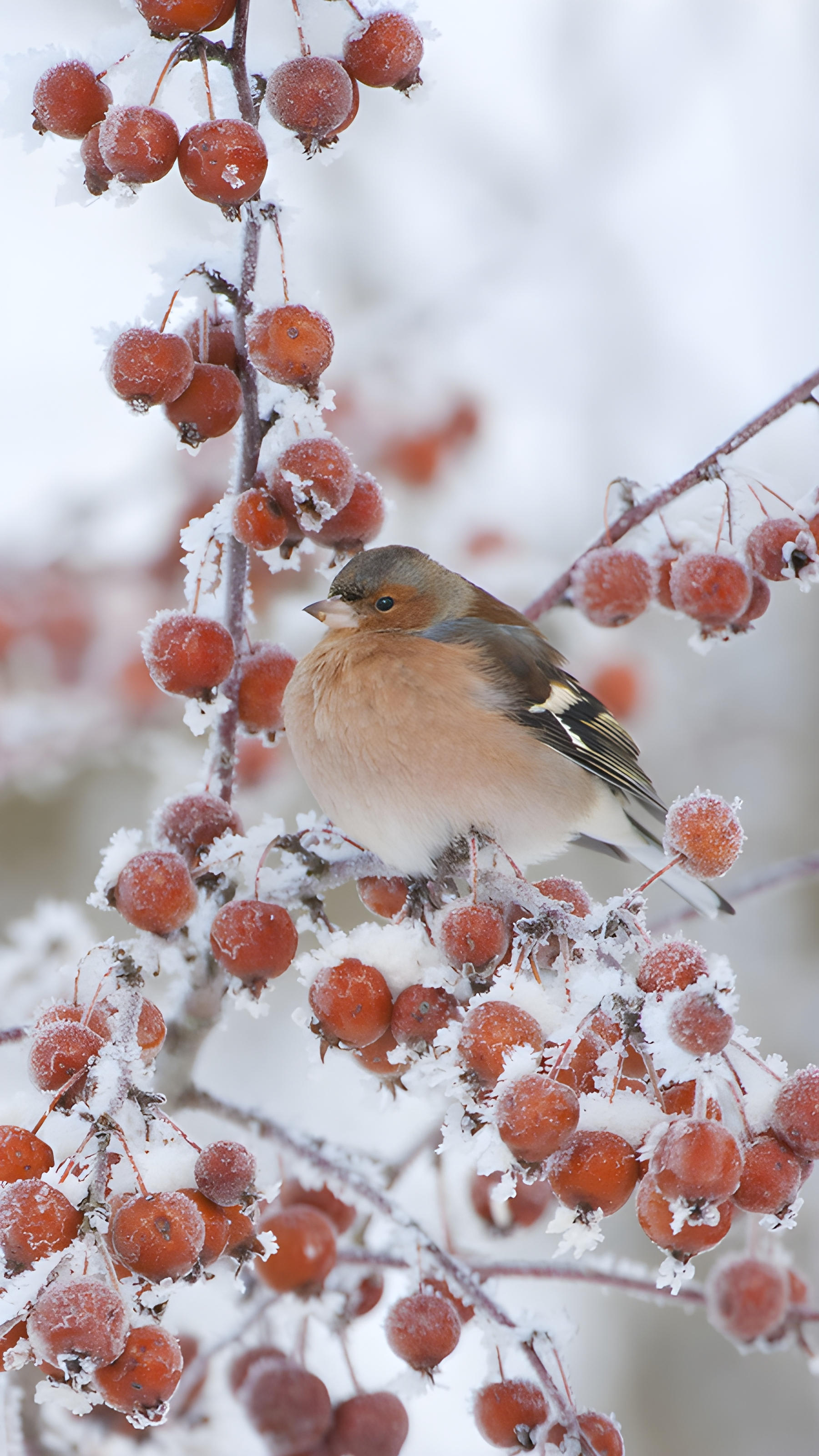 Male chaffinch perched on a crab apple tree in winter (© Mark Hamblin/2020VISION/Minden Pictures) mobile wallpaper