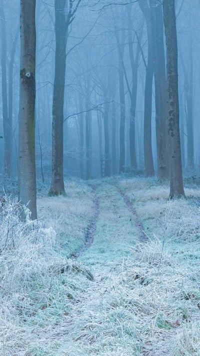 Beech woodland in hoarfrost, Cranborne Chase, Dorset, England (© Guy Edwardes/Minden Pictures) mobile wallpaper
