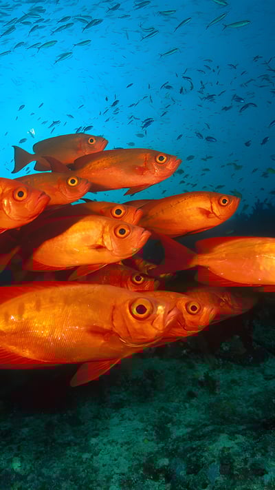 Crescent-tail bigeye fish in the Great Barrier Reef, Australia (© Fred Bavendam/Minden Pictures) mobile wallpaper