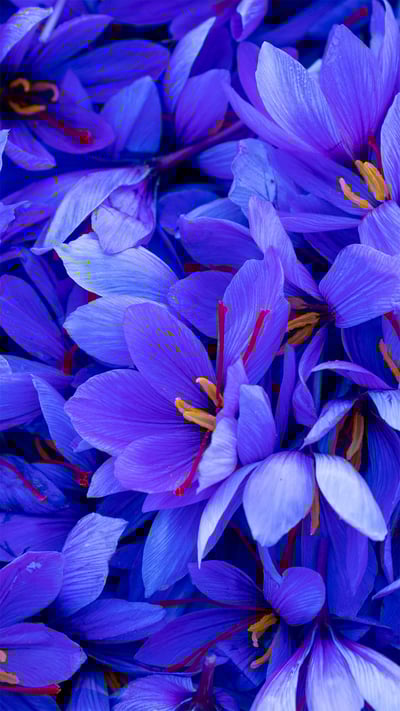Saffron crocus flowers in Spain (© Juan-Carlos Munoz/Minden Pictures) mobile wallpaper