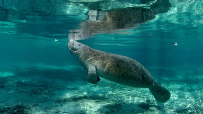 Life below the surface