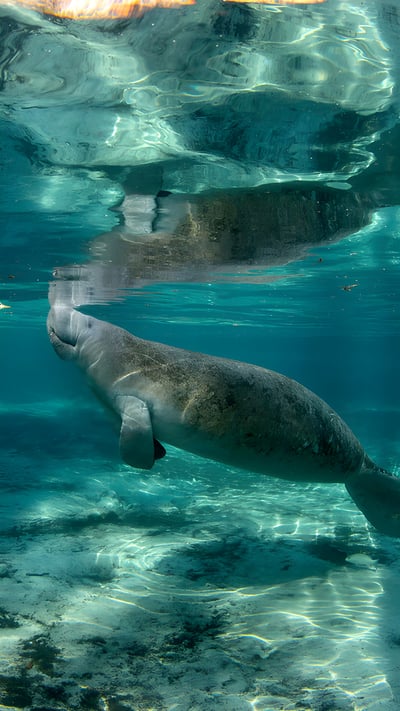 Manatee in Three Sisters Springs, Crystal River National Wildlife Refuge, Florida (© Stephen Frink/Getty Images) mobile wallpaper