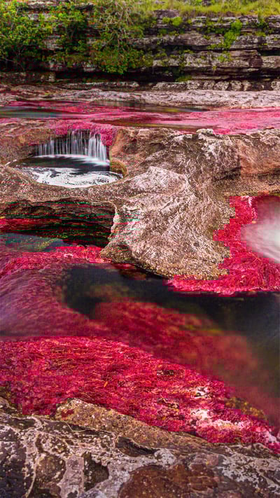 Caño Cristales river in the Serranía de la Macarena region of Colombia (© Jorge Iván Vásquez Cuartas/Getty Images) mobile wallpaper