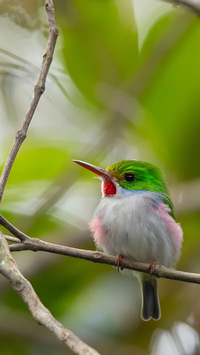 Cuban tody, Alejandro de Humboldt National Park, Cuba (© Bruno D'Amicis/Minden Pictures) mobile wallpaper