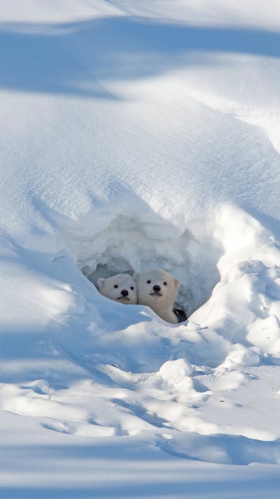 Polar bear cubs looking out of their den in Wapusk National Park, Manitoba, Canada (© Robert Harding/Alamy) mobile wallpaper