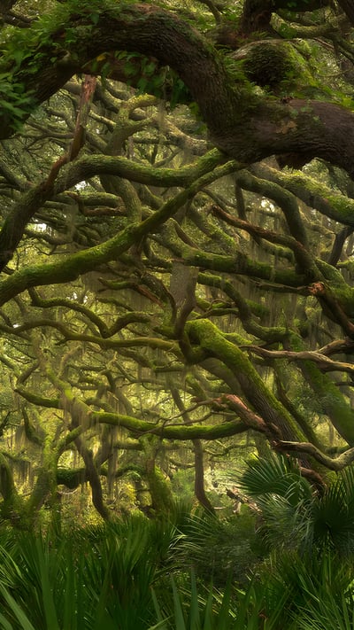 Maritime forest in Cumberland Island National Seashore, Georgia (© Chris Moore/TANDEM Stills + Motion) mobile wallpaper