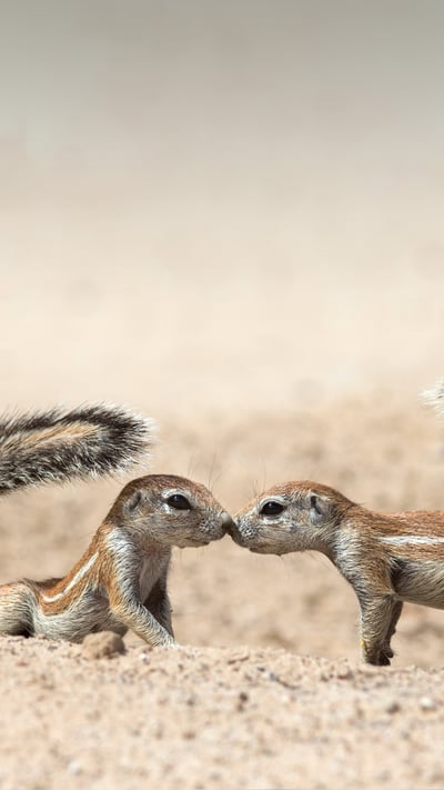 Écureuils terrestres se saluant, dans le parc transfrontalier de Kgalagadi, Cap-Nord, Afrique du Sud (© Ann and Steve Toon/Minden Pictures) mobile wallpaper