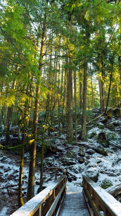 Rainforest trails along Cypress Creek, West Vancouver, BC (© Jason Wilde/TANDEM Stills + Motion) mobile wallpaper