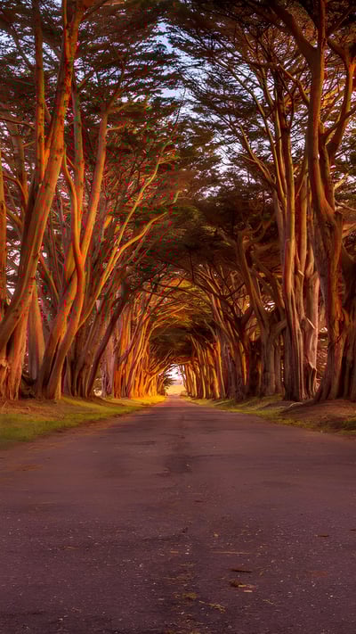 雷斯岬国家海岸公园里的柏树隧道,美国加利福尼亚州 (© Spondylolithesis/Getty Images) mobile wallpaper