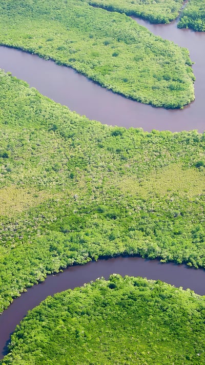 Aerial view of rainforest and Daintree River, Australia (© Peter Adams/Offset) mobile wallpaper
