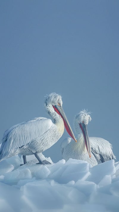 Dalmatian pelicans on ice, Lake Kerkini, Greece (© Guy Edwardes/Minden Pictures) mobile wallpaper
