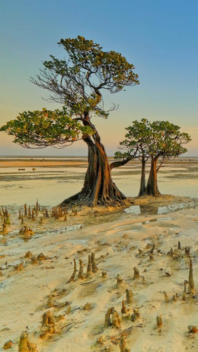 Mangrove trees, Walakiri Beach, Sumba Island, Indonesia (© Tengguo Wu/Getty Images) mobile wallpaper