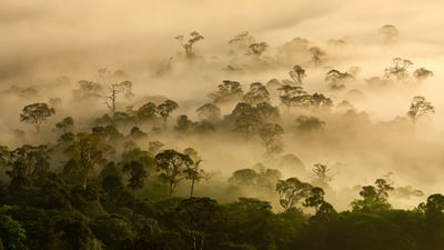 Long live the trees