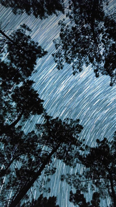 Trainée d’étoiles depuis les racines d’un bosquet de pins en Dordogne (© Eric Nathan/Alamy Stock Photo) mobile wallpaper