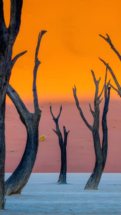 Camel thorn trees, Deadvlei, Namib-Naukluft Park, Namibia (© Inge Johnsson/Alamy) mobile wallpaper