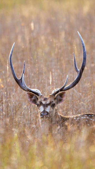 Chital, Bandhavgarh National Park, Madhya Pradesh (© James Warwick/Getty Images) mobile wallpaper