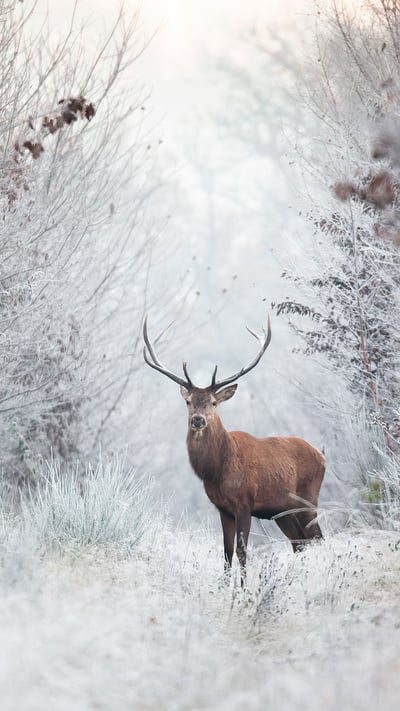Cerf élaphe, forêt de Rambouillet, Île-de-France (© Nicolas Le Boulanger/500px/Getty Image) mobile wallpaper