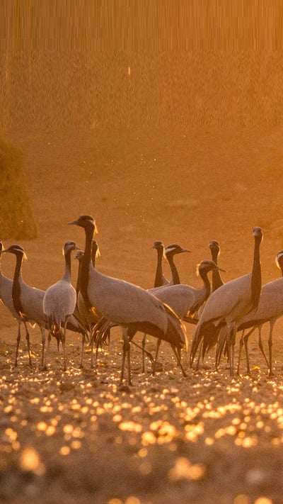 Demoiselle cranes come to Khichan village in Rajasthan, India (© Pinkesh Bhati/Shutterstock) mobile wallpaper
