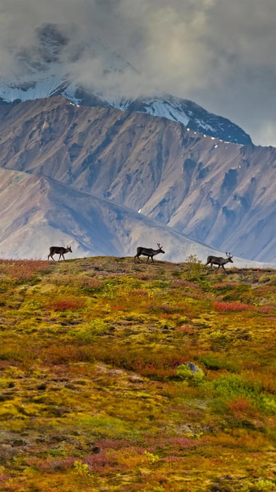 Caribou in Denali National Park and Preserve, Alaska (© Design Pics/Danita Delimont) mobile wallpaper