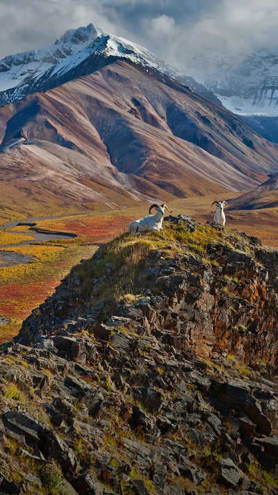 Dall sheep rams at Polychrome Pass, Denali National Park, Alaska (© Patrick J. Endres/Getty Images) mobile wallpaper
