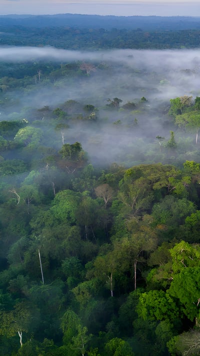 Névoa sobre a copa da Floresta Amazônica (© Ignacio Palacios/Getty Images) mobile wallpaper