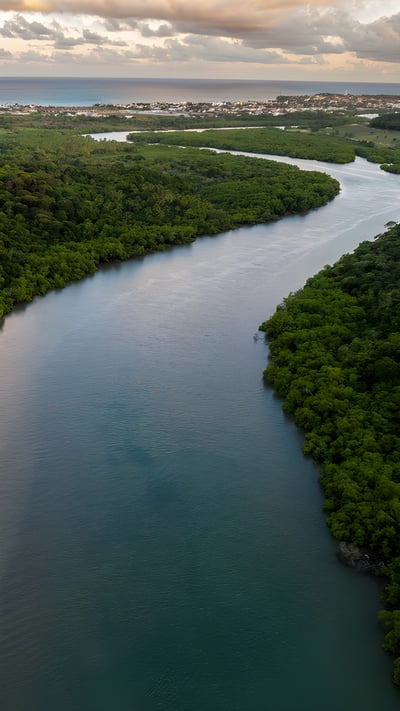 Rio da Mata Atlântica em Pernambuco (© Pollyana Ventura/Getty Images) mobile wallpaper