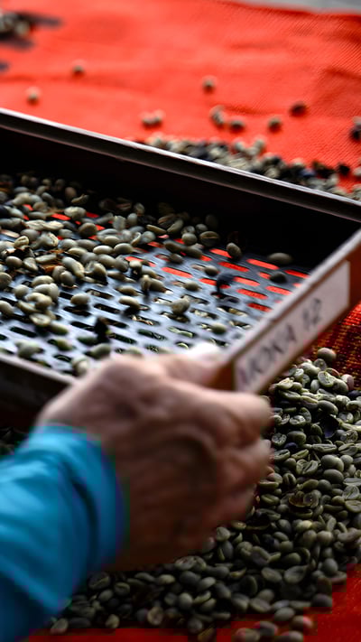 Um trabalhador peneira grãos de café na fazenda de café Camocim em Domingos Martins, Espírito Santo (© Carl de Souza/Getty Images) mobile wallpaper