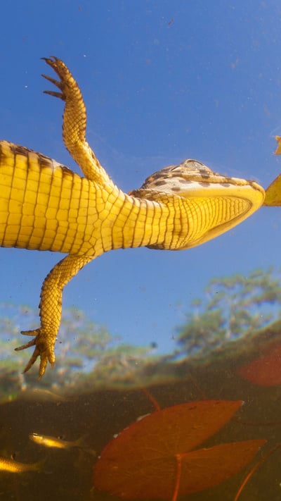 Jacaré (Caiman yacare) bebê visto de baixo (© Luciano Candisani/Minden Pictures) mobile wallpaper