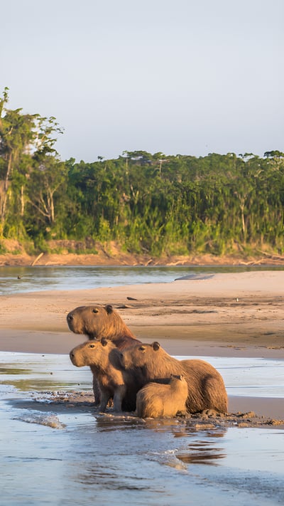 Família de capivaras às margens da floresta amazônica no Parque Nacional de Manu, Peru (© RPBMedia/iStock/Getty Images Plus) mobile wallpaper