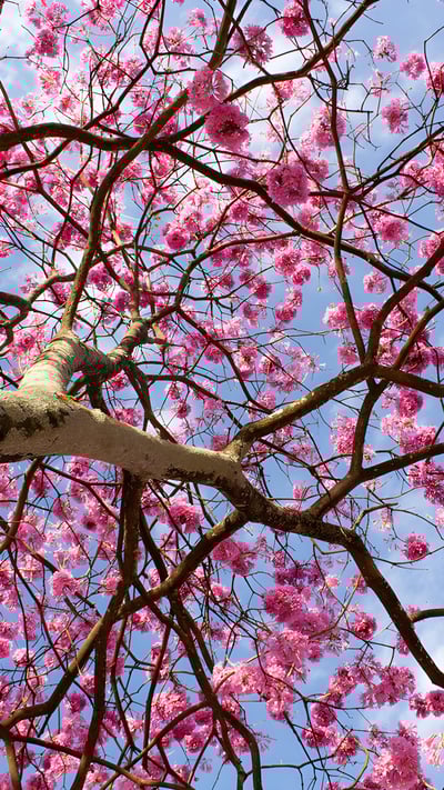 Vista de baixo ângulo de uma árvore com flores cor-de-rosa contra o céu, Distrito Federal (© Bruno Couto via 500px/GettyImages) mobile wallpaper