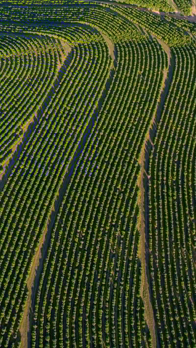 Imagem aérea de uma plantação de café, Brasil (© Murilo Gualda/Getty Images) mobile wallpaper
