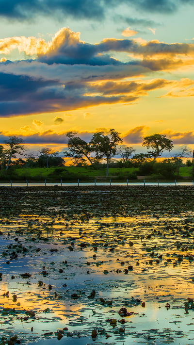 Colorido atardecer en Pantanal, Brasil (© filipefrazao/Getty Images) mobile wallpaper