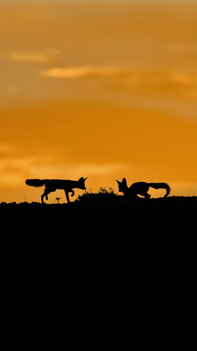 Cape foxes in the Kalahari Desert, South Africa (© NSP-RF/Alamy) mobile wallpaper