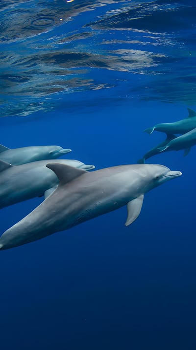 Dolphin pod near Réunion, overseas department of France, Indian Ocean (© Joost van Uffelen/Shutterstock) mobile wallpaper