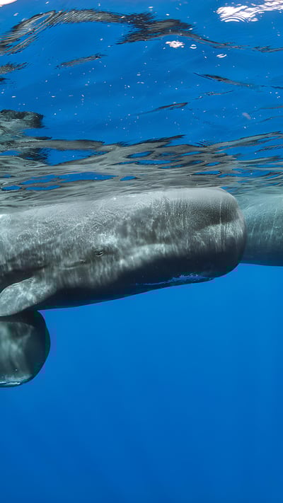 Sperm whale pod surfacing, Dominica (© Franco Banfi/Minden Pictures) mobile wallpaper
